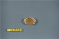 藏品(卷折饅頭蟹)的圖片